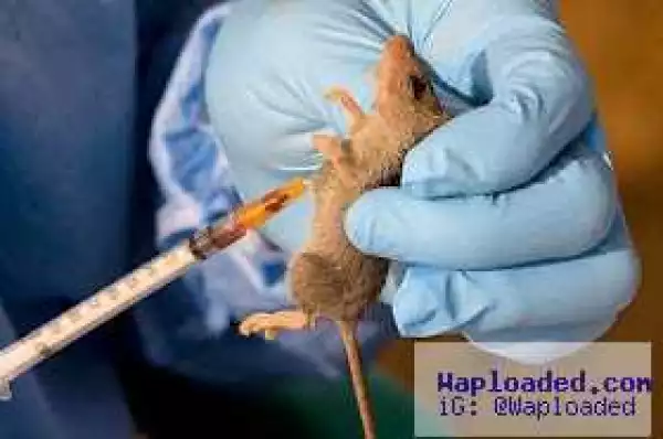 Lassa fever: Lagos places residents on red alert